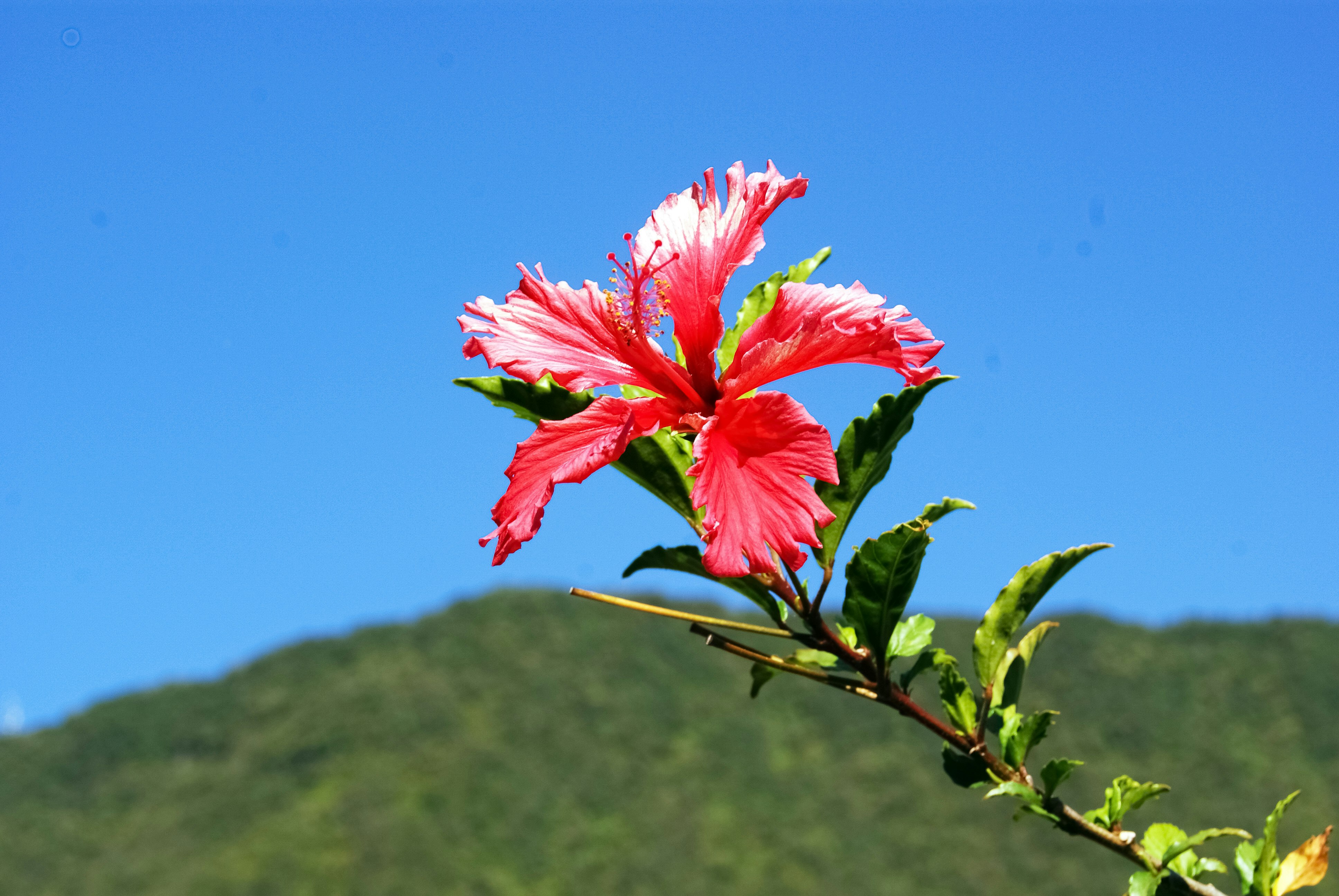 pink flower in tilt shift lens